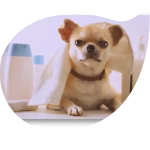 Chihuahua beige clair couché avec une serviette sur le cou entouré de flacons de shampoing, dans un cadre en forme de bulle