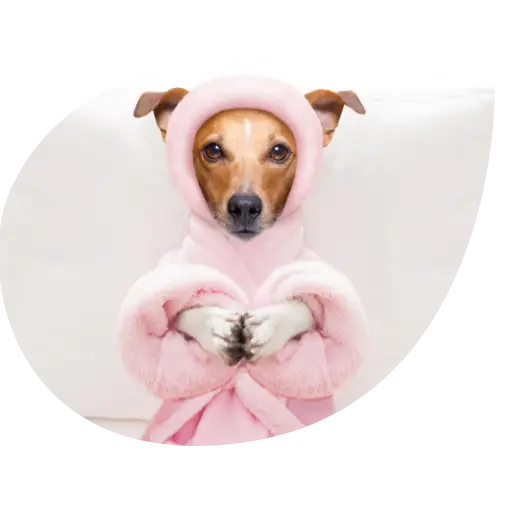 Jack terrier assis, les pattes jointes, portant un peignoir rose dont les oreilles sortent par la capuche, dans un cadre en forme de bulle