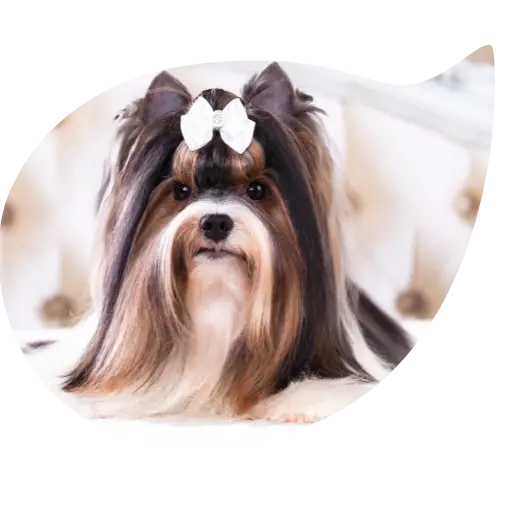 Shih tzu élégant avec une coupe poils longs et un nœud blanc au dessus des yeux, dans un cadre en forme de bulle