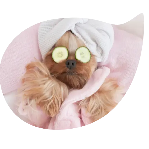 Yorkshire effectuant un soin beauté. Ce chien est allongé sur le dos et repose sur une serviette rose, une autre est nouée sur sa tête, et ses yeux sont recouverts de lamelle de concombre.