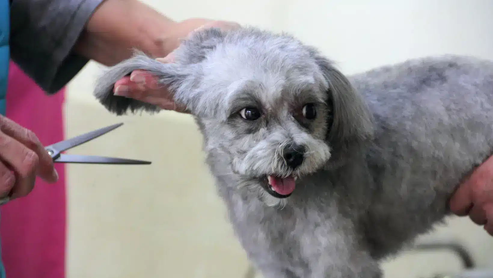 Un petit chien gris avec une coupe fraîche tenant la langue dehors pendant qu'un toiletteur tient sa tête et coupe ses poils avec des ciseaux dans un salon de toilettage