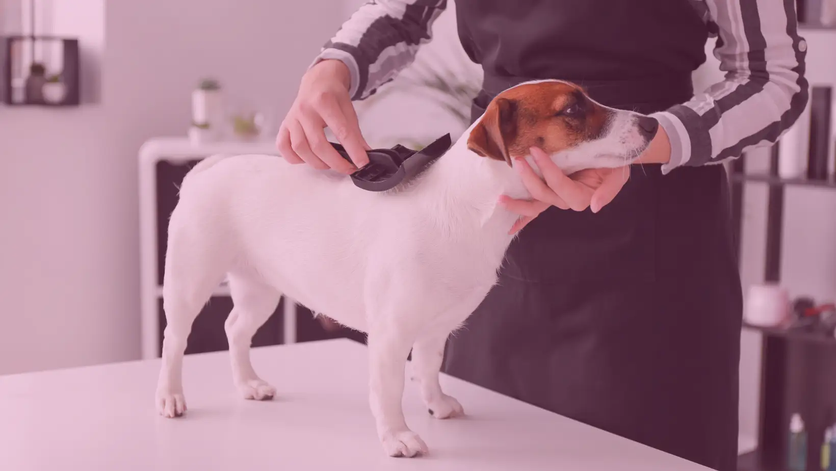 Un Jack Russell étant toiletté sur une table, avec une main tenant délicatement sa tête et l’autre utilisant une brosse de toilettage, dans un salon de toilettage au décor moderne et épuré