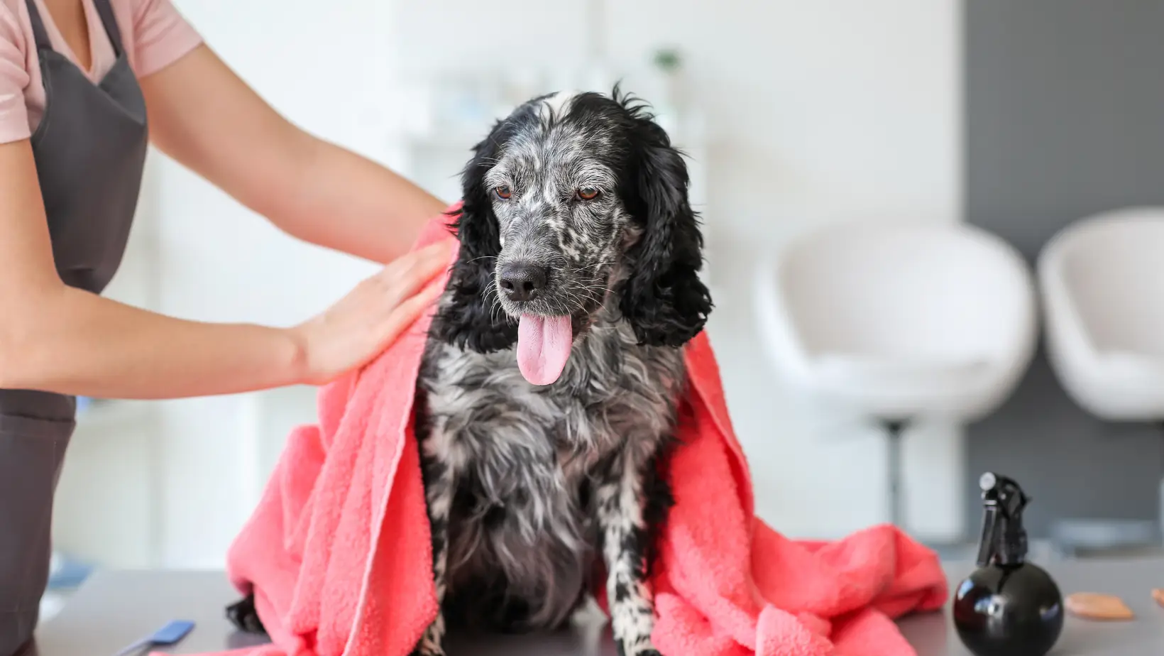 Un setter anglais avec la langue pendante, enveloppé dans une serviette rose, se faisant sécher par les mains d'une toiletteuse, dans un salon de toilettage moderne